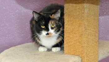 Calico cat with black, orange and white fur sits on a beige platform beside a sisal scratching post against a purple wall.